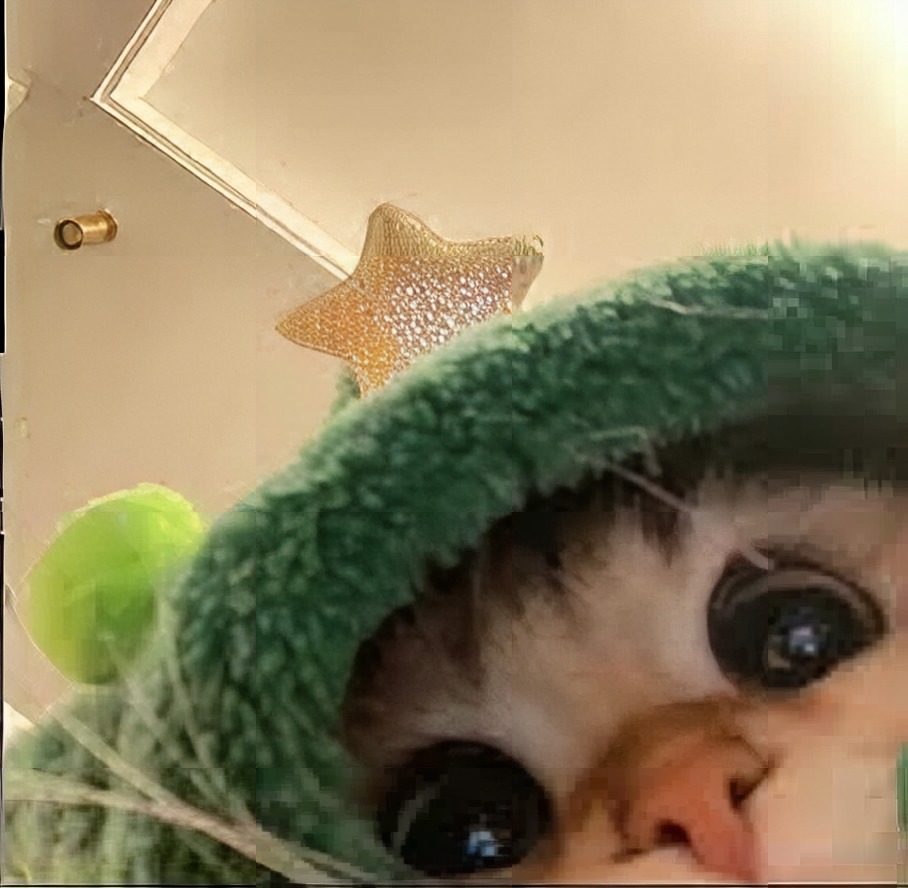 hood cat, a kitten in a fuzzy green hoodie with a gold star